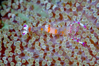 Foto: Anemone Shrimp de Klaus Stiefel